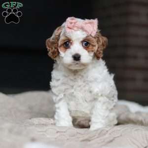 Daisy/Cockapoo									Puppy/Female	/7 Weeks,Meet the most darling F1B Cockapoo named Daisy! This girl is the definition of sweet and lovable—always ready to greet people with tail wags and snuggles. She has a playful side too, especially when there’s a toy involved or a new spot to explore. With her soft, wavy coat and warm eyes, she knows exactly how to melt hearts. Whether it’s joining in on adventures or curling up for a cozy nap, this little one may just be the perfect little sidekick for your family!